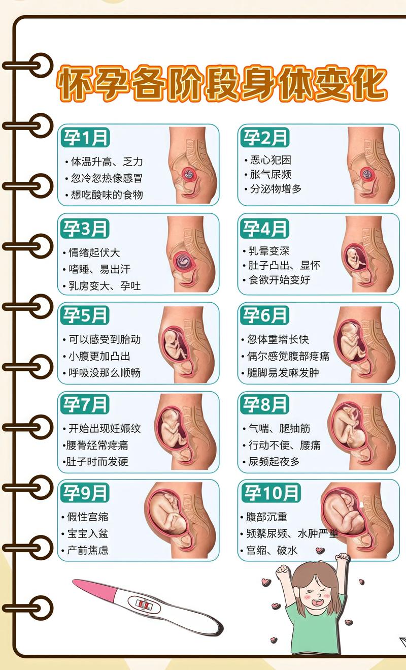 揭秘供卵代孕妈妈怀孕小腹分两节，孕期变化的奥秘保山代生机构: